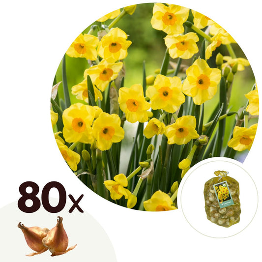 Daffodil bulbs - 80 pcs. - Narcissus 'Golden Dawn' - Flower Bulbs - Yellow