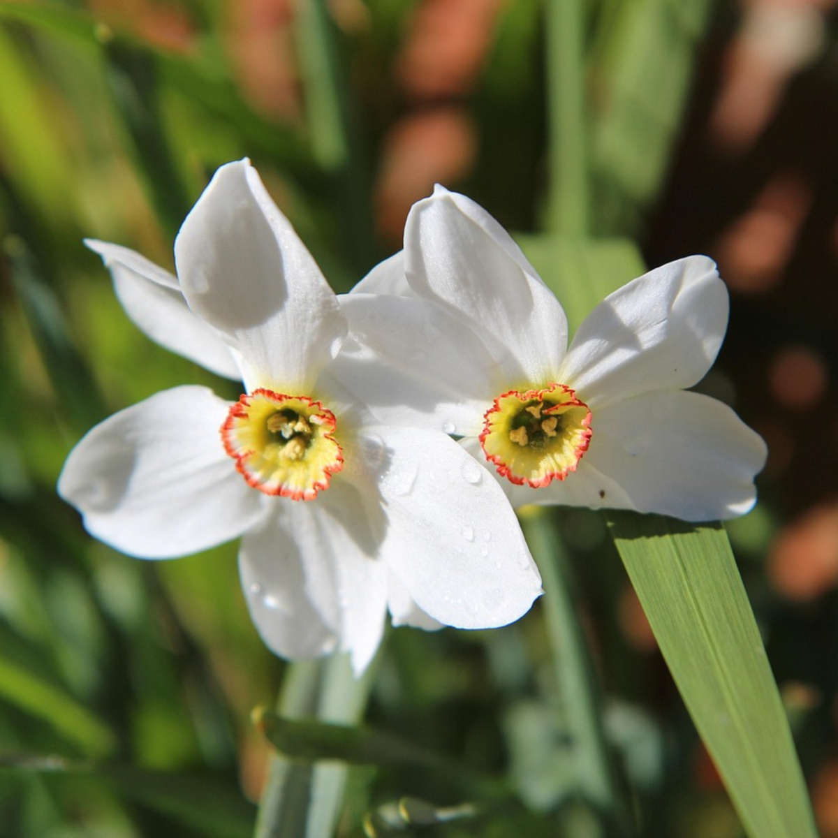 Daffodil bulbs - 30 pcs. - Narcissus 'Recurvus' - Flower Bulbs - White