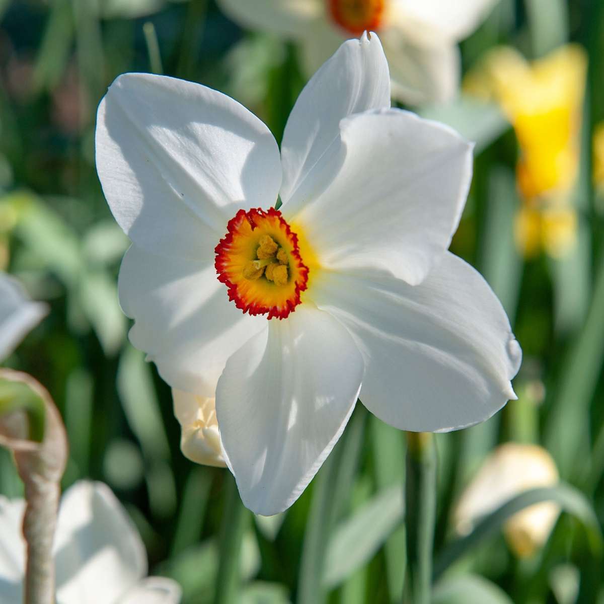 Daffodil bulbs - 30 pcs. - Narcissus 'Recurvus' - Flower Bulbs - White