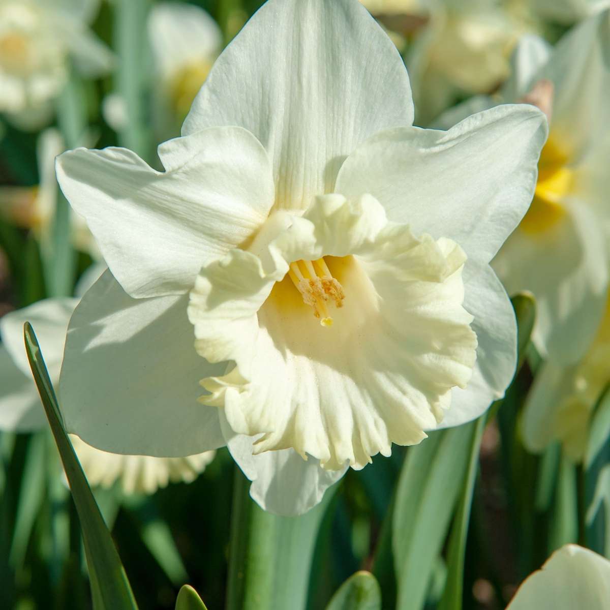 Daffodil bulbs - 30 pcs. - Narcissus 'Mount Hood' - Flower Bulbs - White