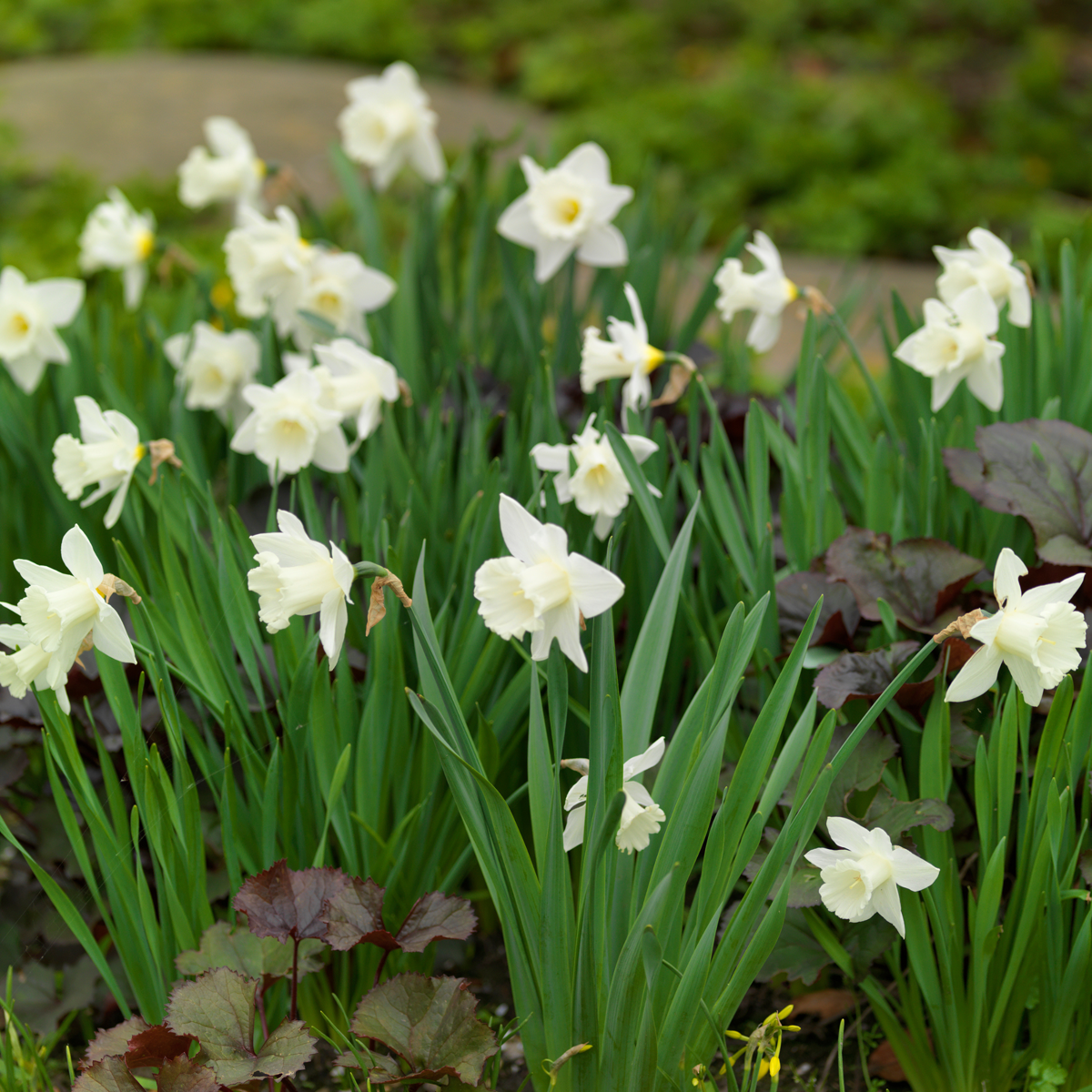Daffodil bulbs - 30 pcs. - Narcissus 'Mount Hood' - Flower Bulbs - White