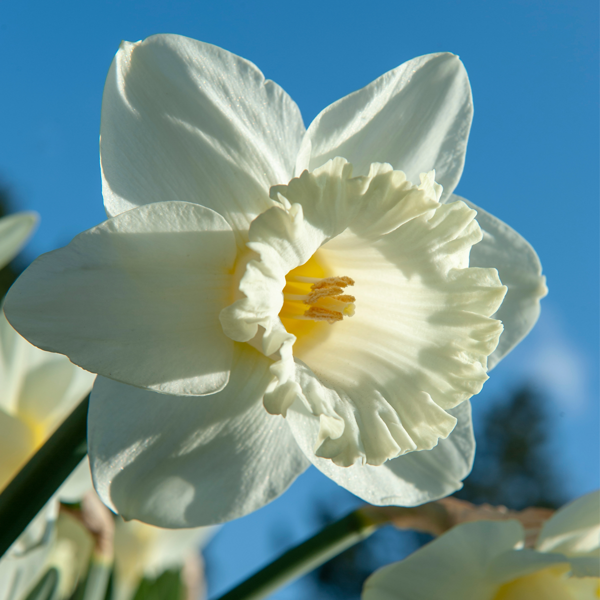 Daffodil bulbs - 30 pcs. - Narcissus 'Mount Hood' - Flower Bulbs - White