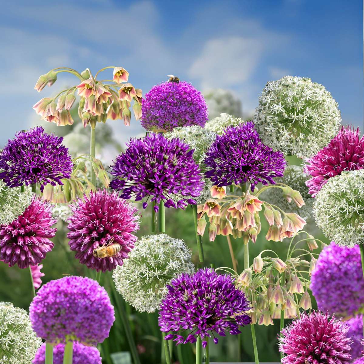 Mélange de bulbes Ail - Set de 160 - Allium - Bulbes à fleurs - TD Plantz
