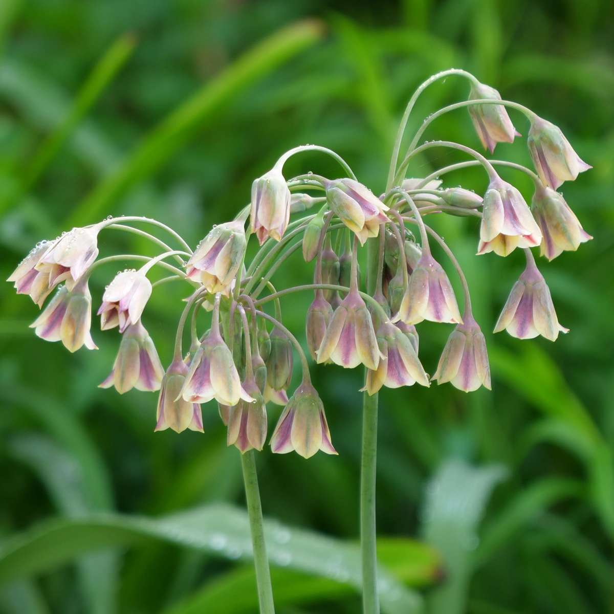 Mélange de bulbes Ail - Set de 160 - Allium - Bulbes à fleurs - TD Plantz