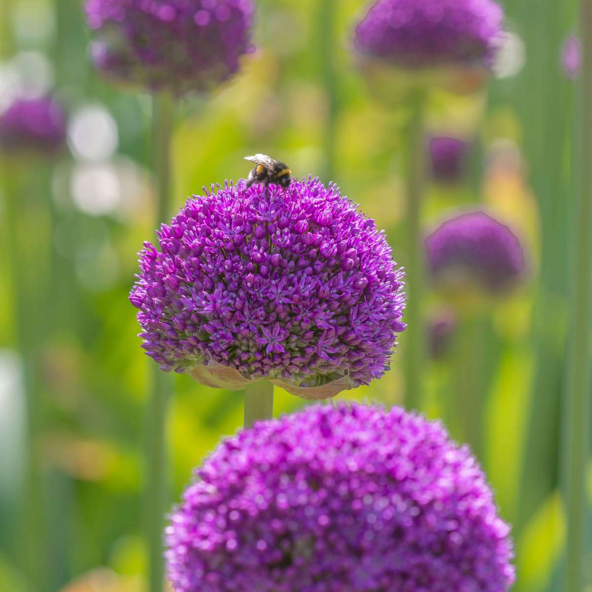 Mélange de bulbes Ail - Set de 160 - Allium - Bulbes à fleurs - TD Plantz