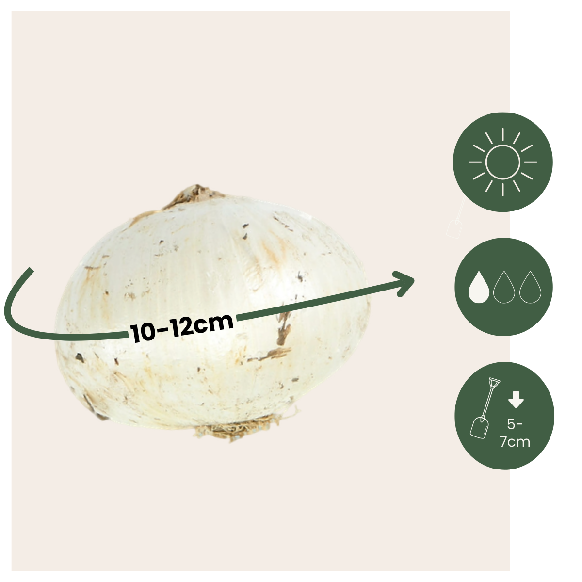 Mélange de bulbes Ail - Set de 160 - Allium - Bulbes à fleurs - TD Plantz