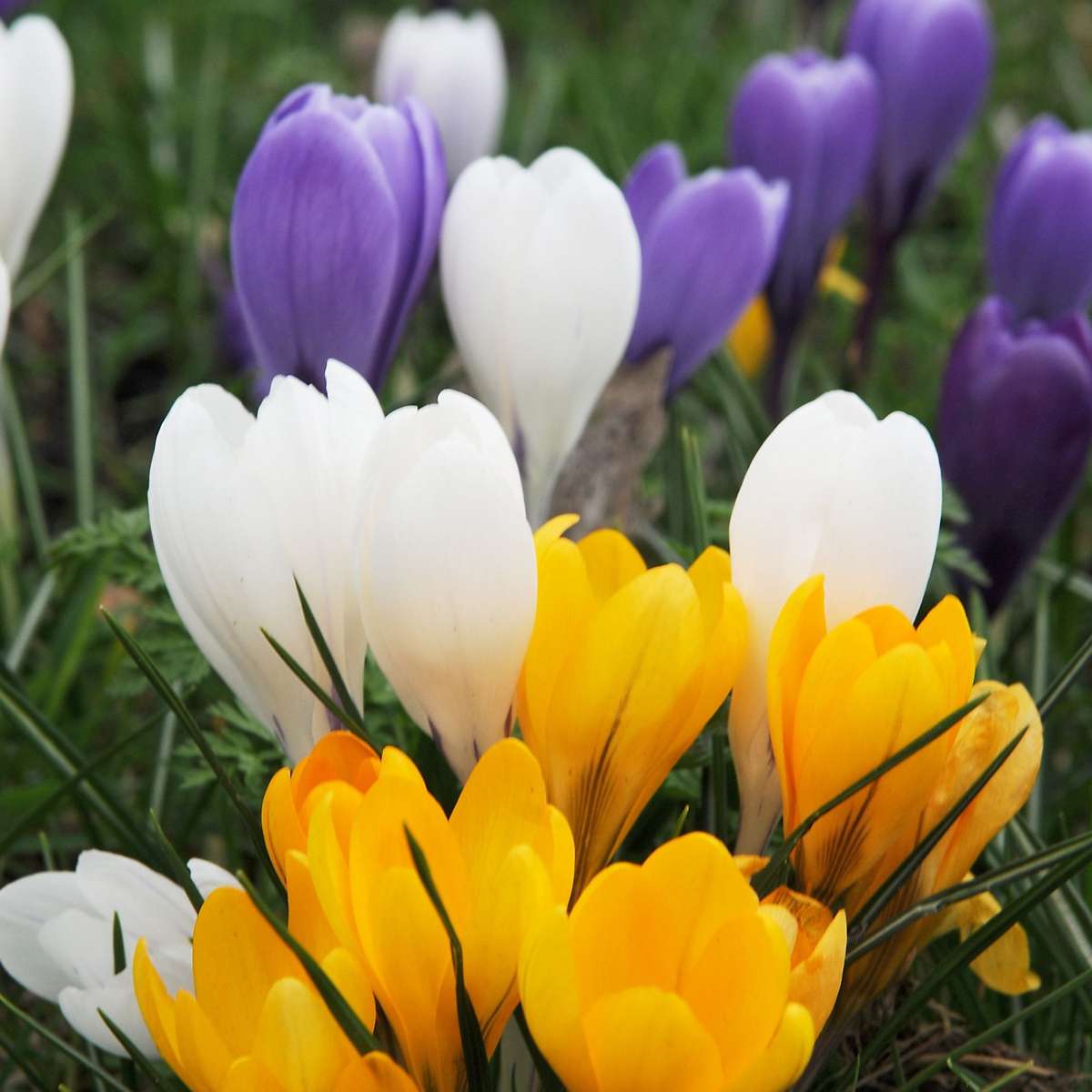 Crocus bulbs - 120 pcs. - Crocus Mix - Flower Bulbs