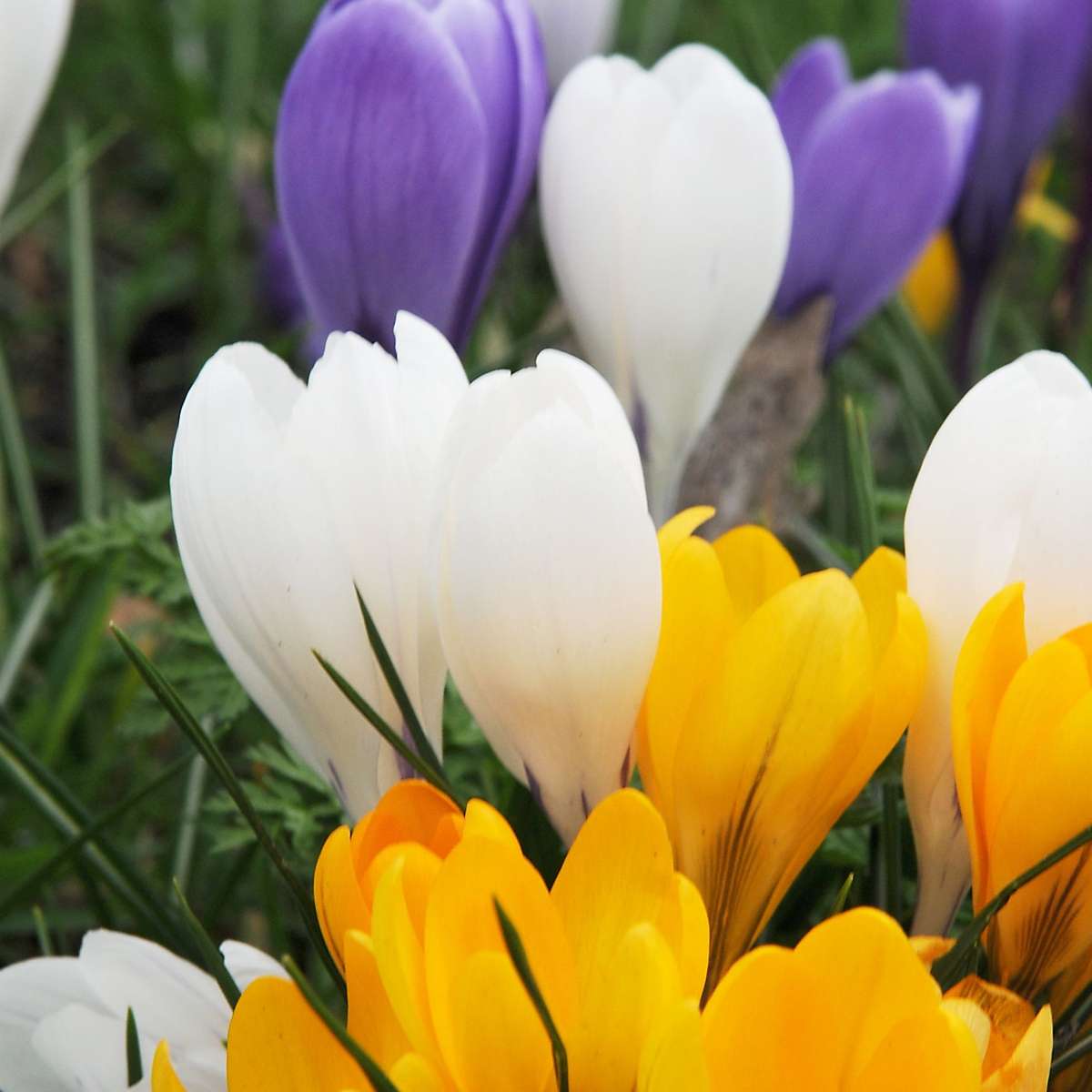 Bulbes de crocus - Lot de 70 - Fleurs printanières colorées pour jardin