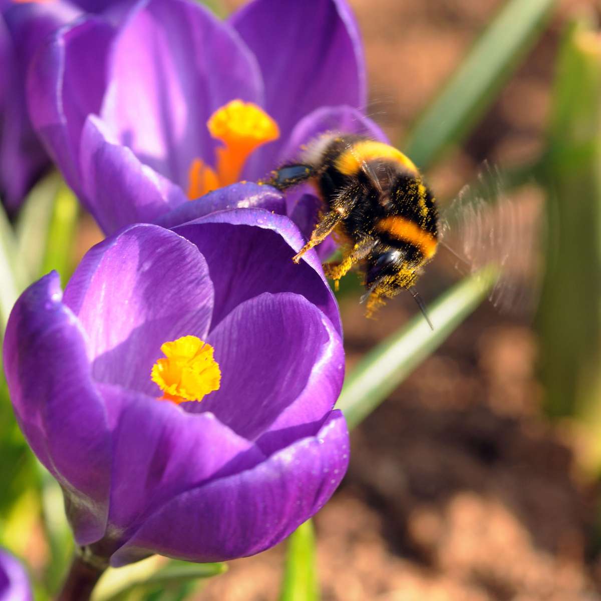Bulbes de crocus - Lot de 70 - Fleurs printanières colorées pour jardin