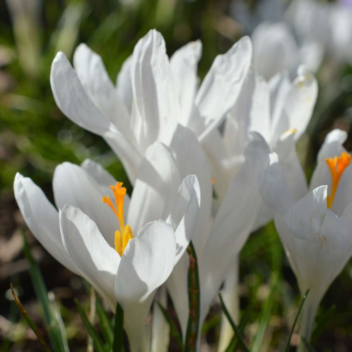 Bulbes de crocus - Lot de 70 - Fleurs printanières colorées pour jardin