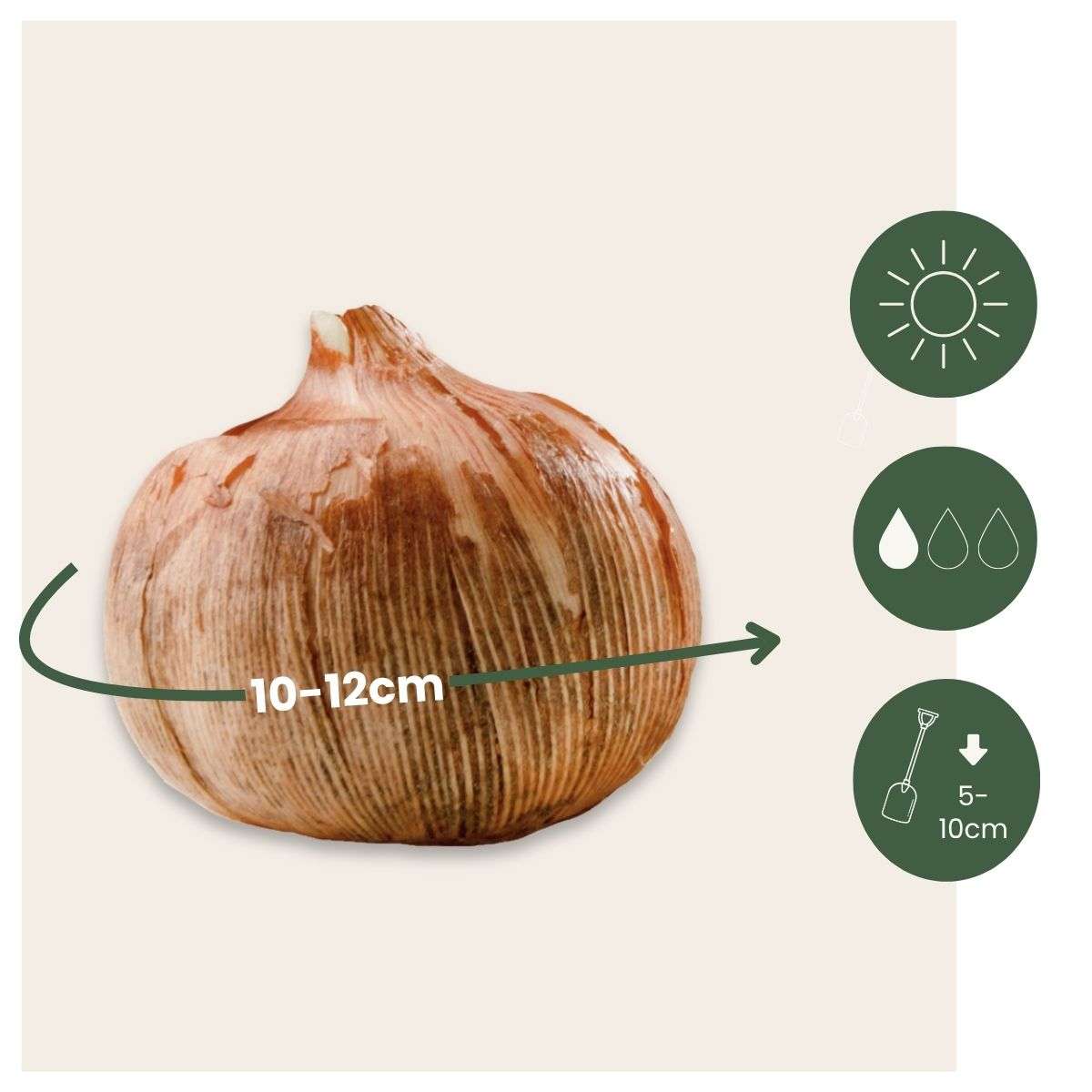 Bulbes de crocus - Lot de 70 - Fleurs printanières colorées pour jardin