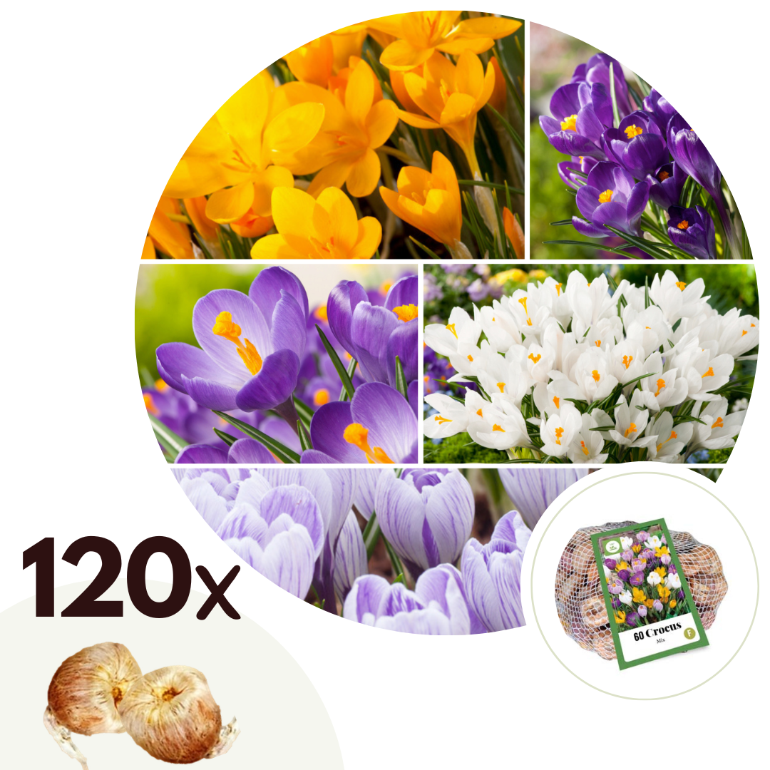 Crocus bulbs - 120 pcs. - Crocus Mix - Flower Bulbs