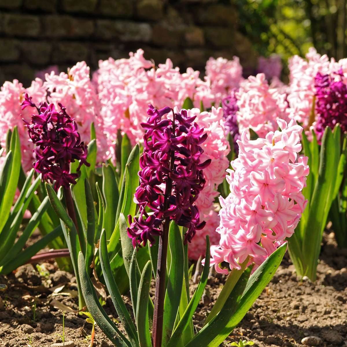 Jacinthe - Set de 20 - Hyacinthus - Bulbes à fleurs - TD Plantz