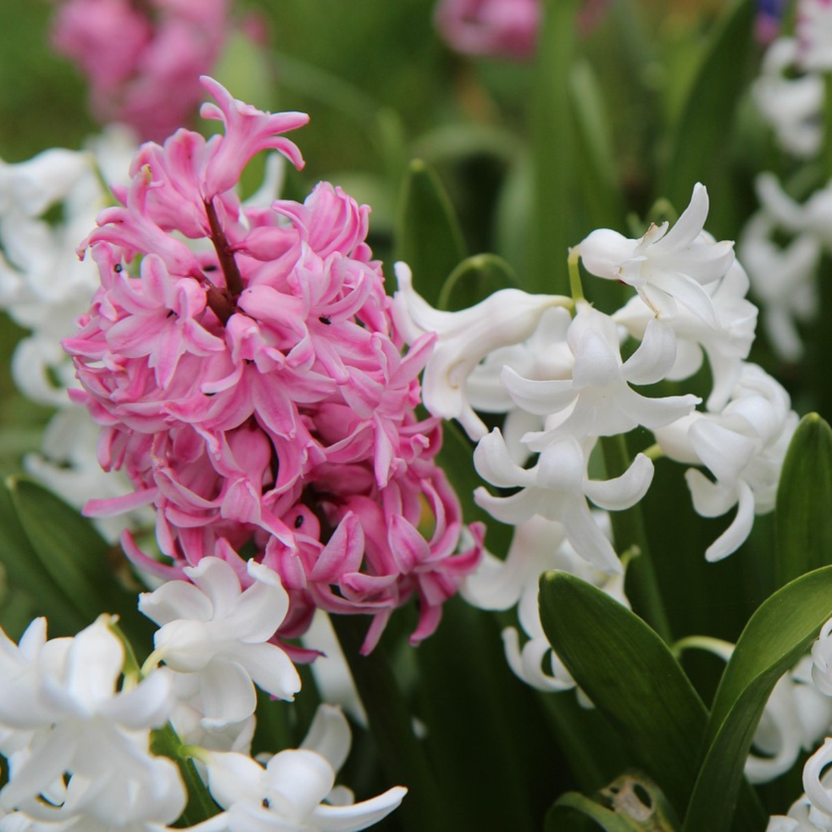 Jacinthe - Set de 20 - Hyacinthus - Bulbes à fleurs - TD Plantz