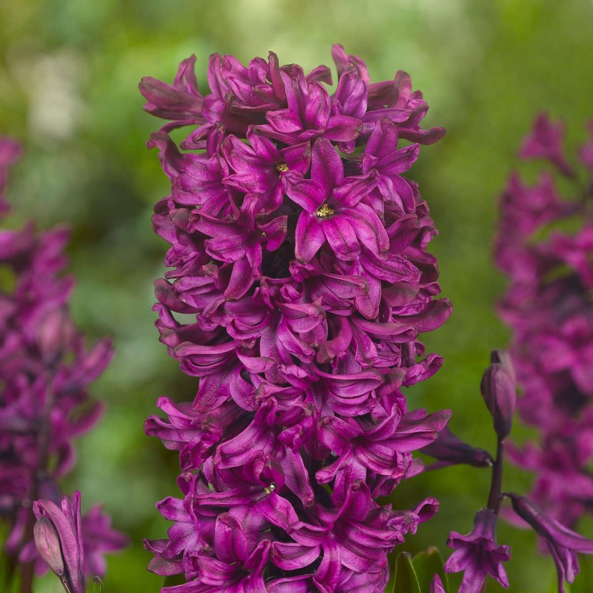 Jacinthe - Set de 20 - Hyacinthus - Bulbes à fleurs - TD Plantz