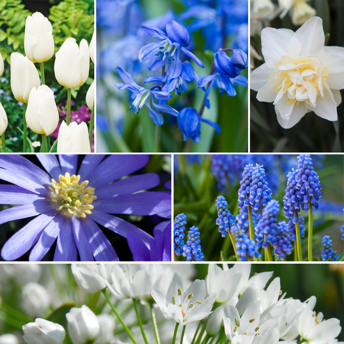 Bulb Garden NJ Blue - 125 pcs. - Flower Bulbs - Blue