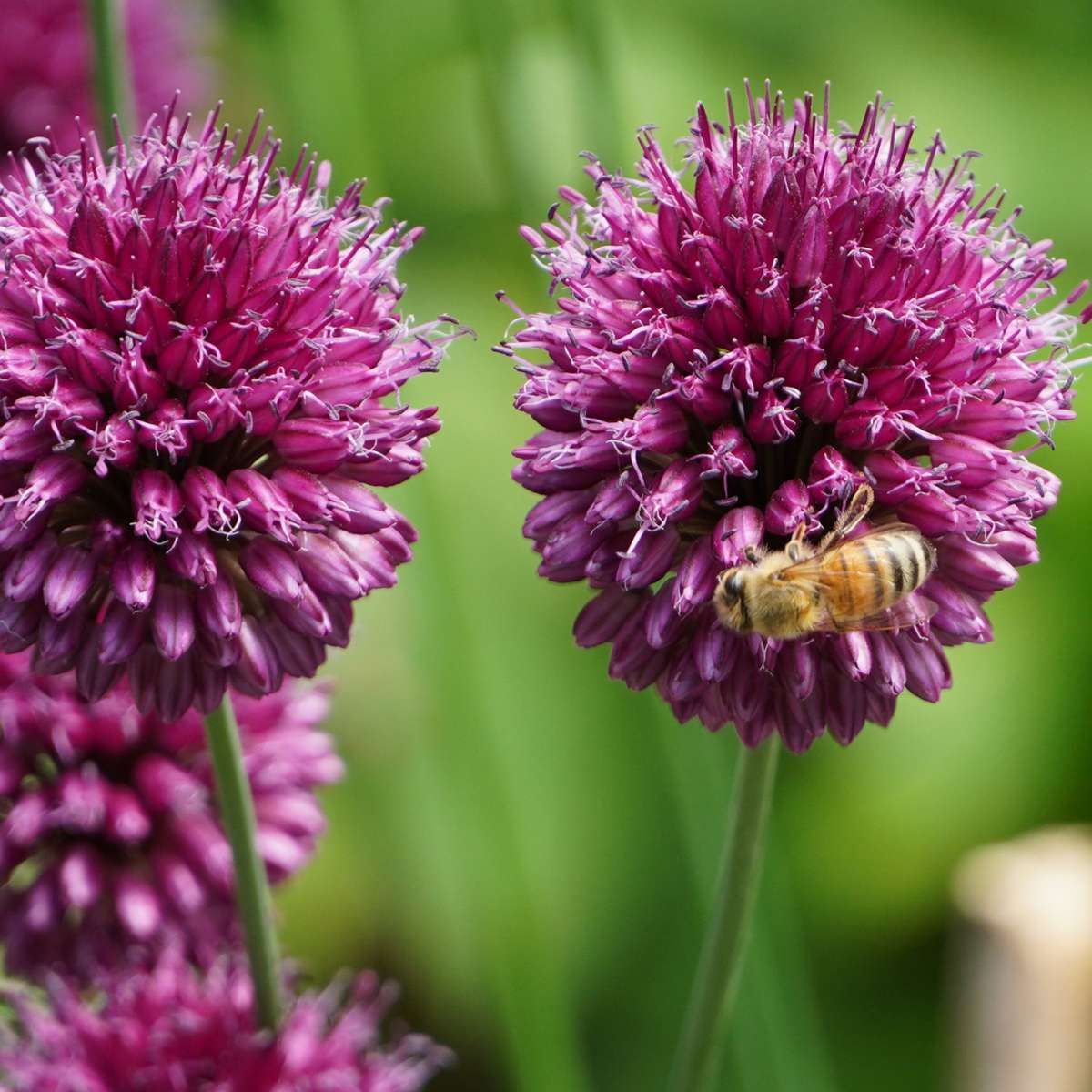 Mélange de bulbes pour le jardin - Set de 125 - Allium Narcissus Muscari, Tulipa