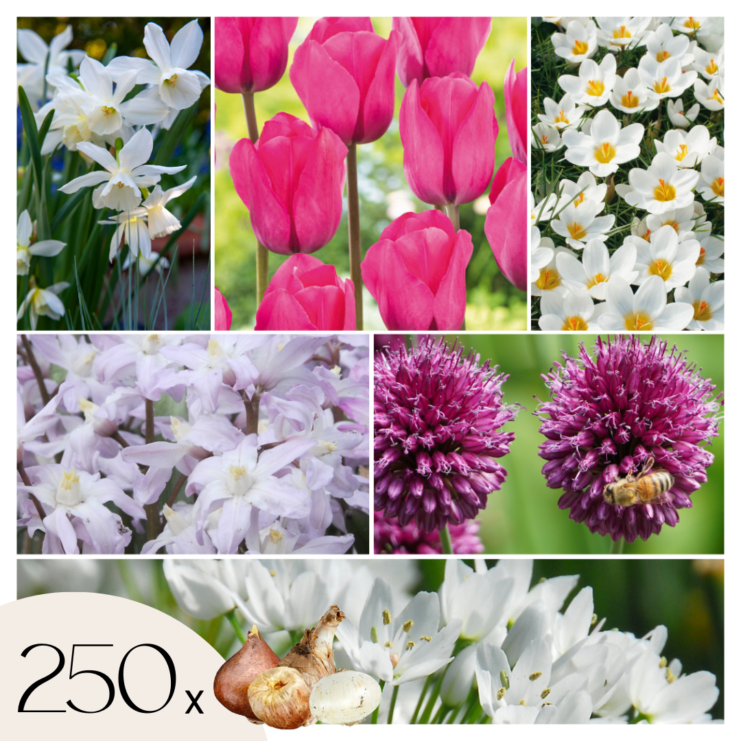 Mélange de bulbes pour le jardin - Set de 250 - Allium Narcissus Muscari, Tulipa