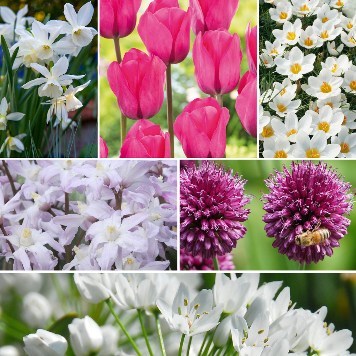 Mélange de bulbes pour le jardin - Set de 125 - Allium Narcissus Muscari, Tulipa