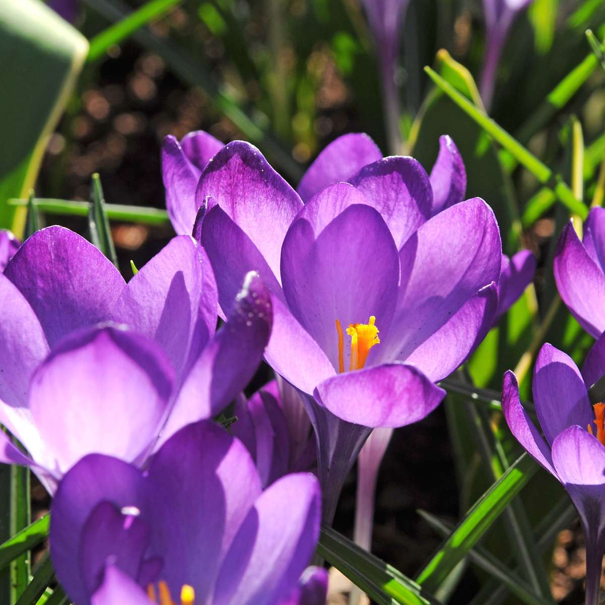 Coffret Jardin Ombragé - 50 bulbes pour ombre & mi-ombre