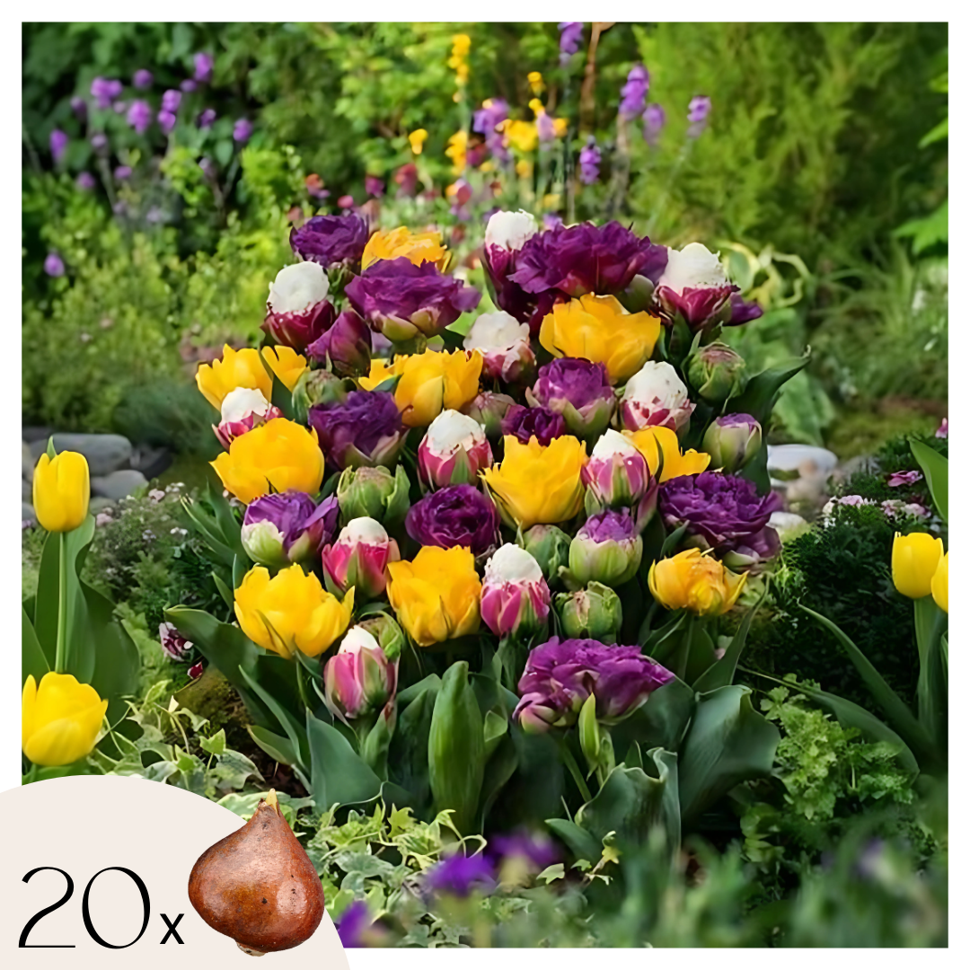 Tulip bulbs - 20 pcs. - Tulipa 'Candy Love' - Flower Bulbs