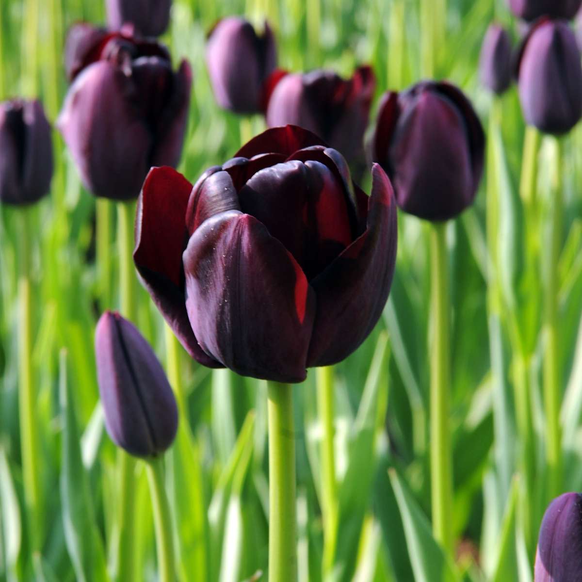 Tulipe - Set de 20 - Tulipa 'Queen of Night' - Bulbes à fleurs - Violet