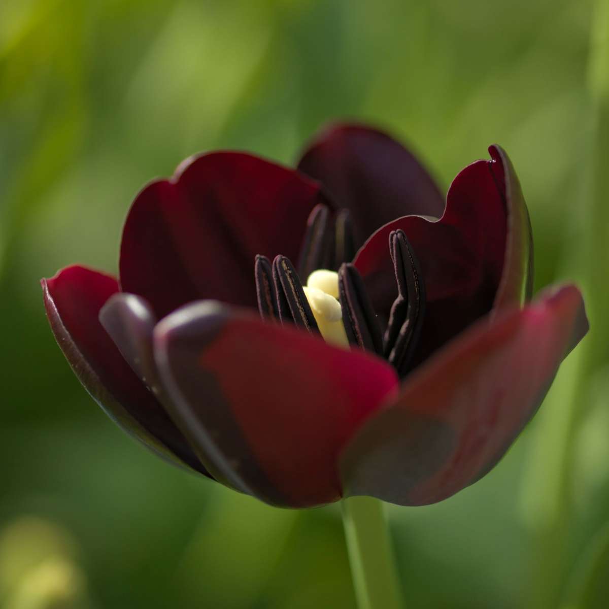 Tulipe - Set de 20 - Tulipa 'Queen of Night' - Bulbes à fleurs - Violet