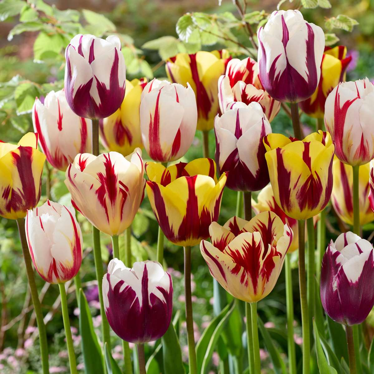 Tulipe - Set de 30 - Tulipa 'Flaming Beauty Mix' - Bulbes à fleurs