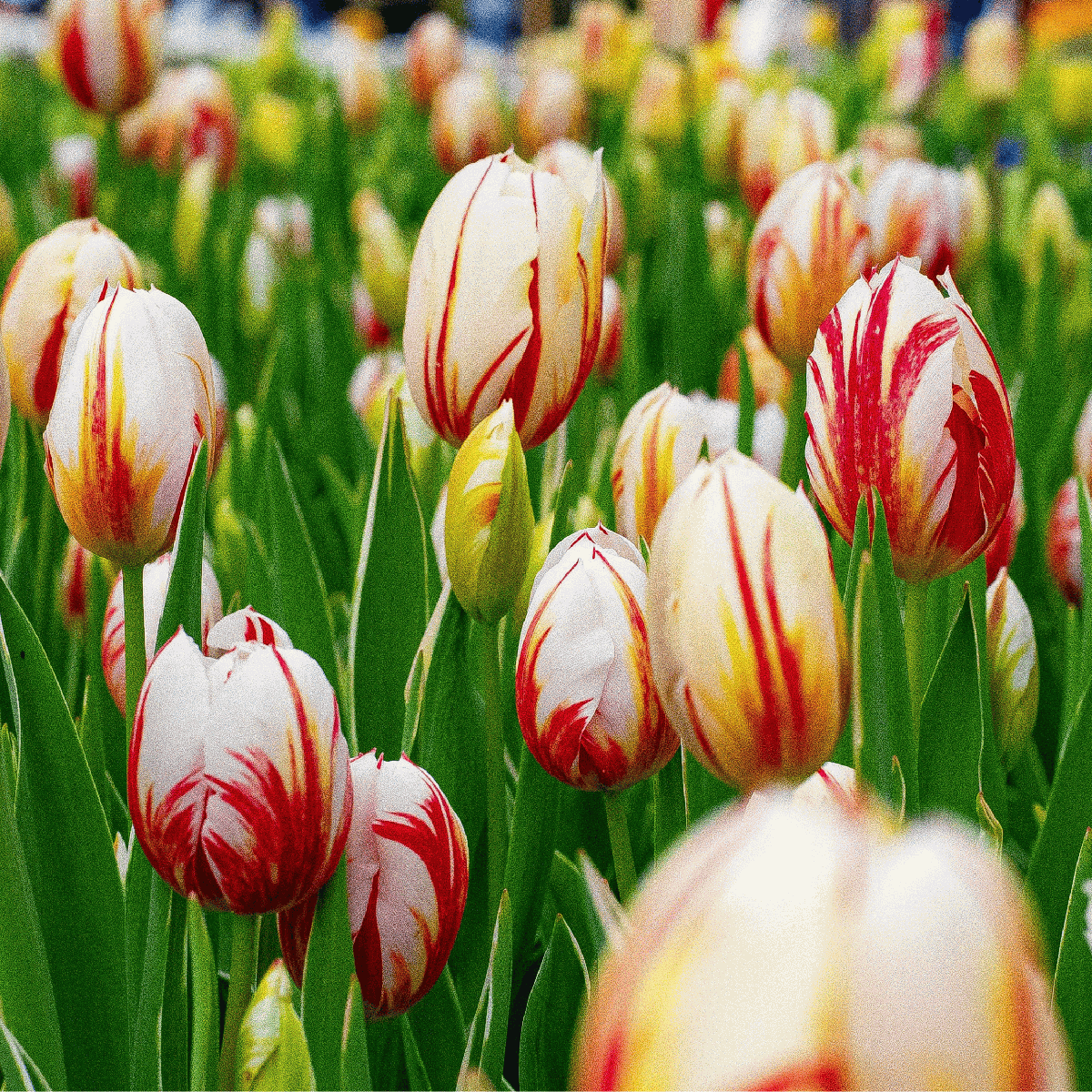 Tulipe - Set de 30 - Tulipa 'Flaming Beauty Mix' - Bulbes à fleurs