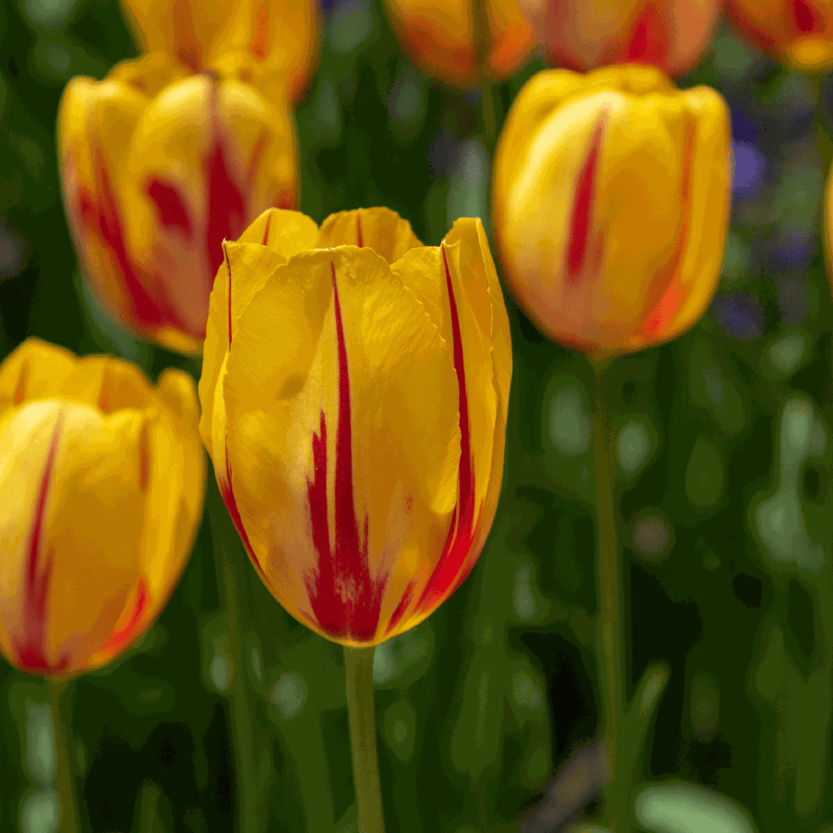 Tulipe - Set de 30 - Tulipa 'Flaming Beauty Mix' - Bulbes à fleurs