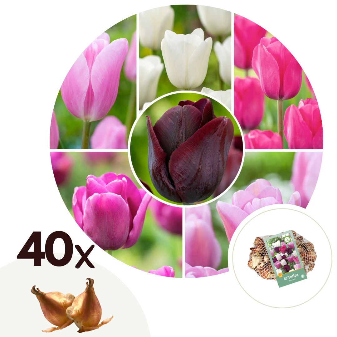 Tulip bulbs - 40 pcs. - Tulipa 'Pastel' - Flower Bulbs