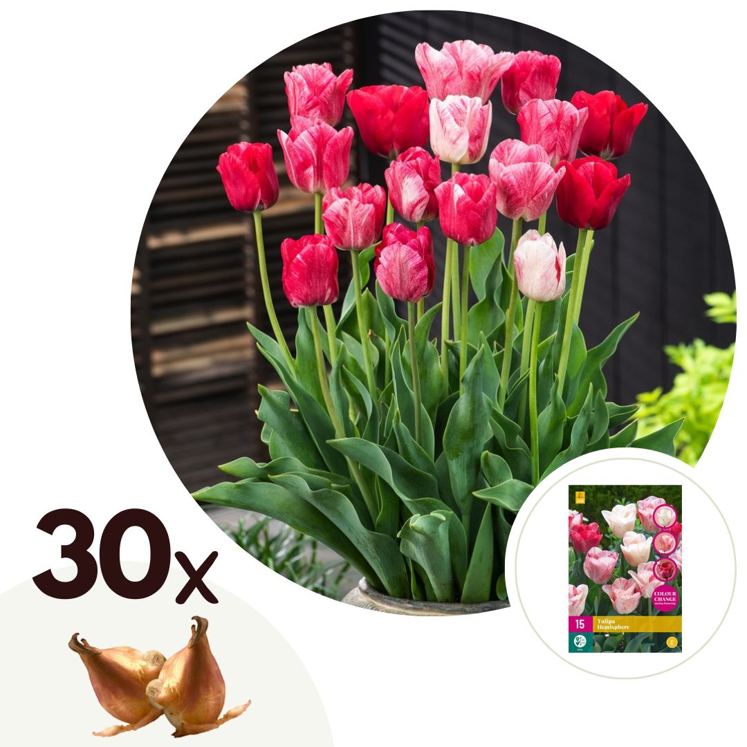 Tulip bulbs - 30 pcs. - Tulipa 'Hemisphere' - Flower Bulbs - Red