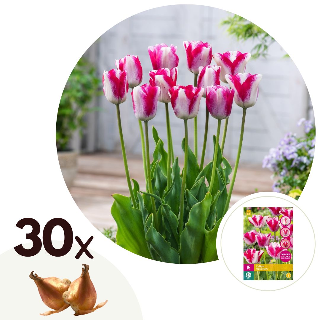 Tulip bulbs - 30 pcs. - Tulipa 'Mata Hari' - Flower Bulbs - Pink