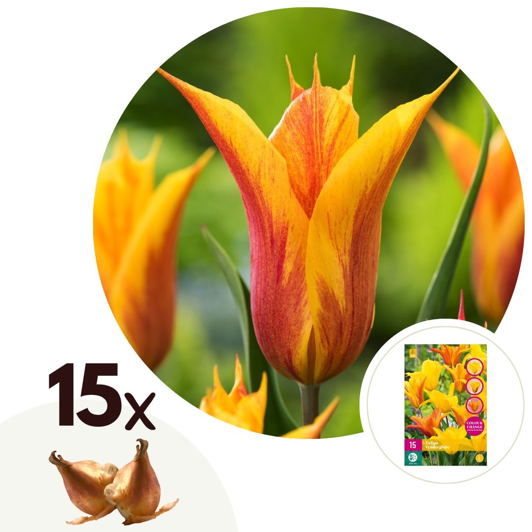 Tulip bulbs - 15 pcs. - Tulipa 'Vendee Globe' - Flower Bulbs - White