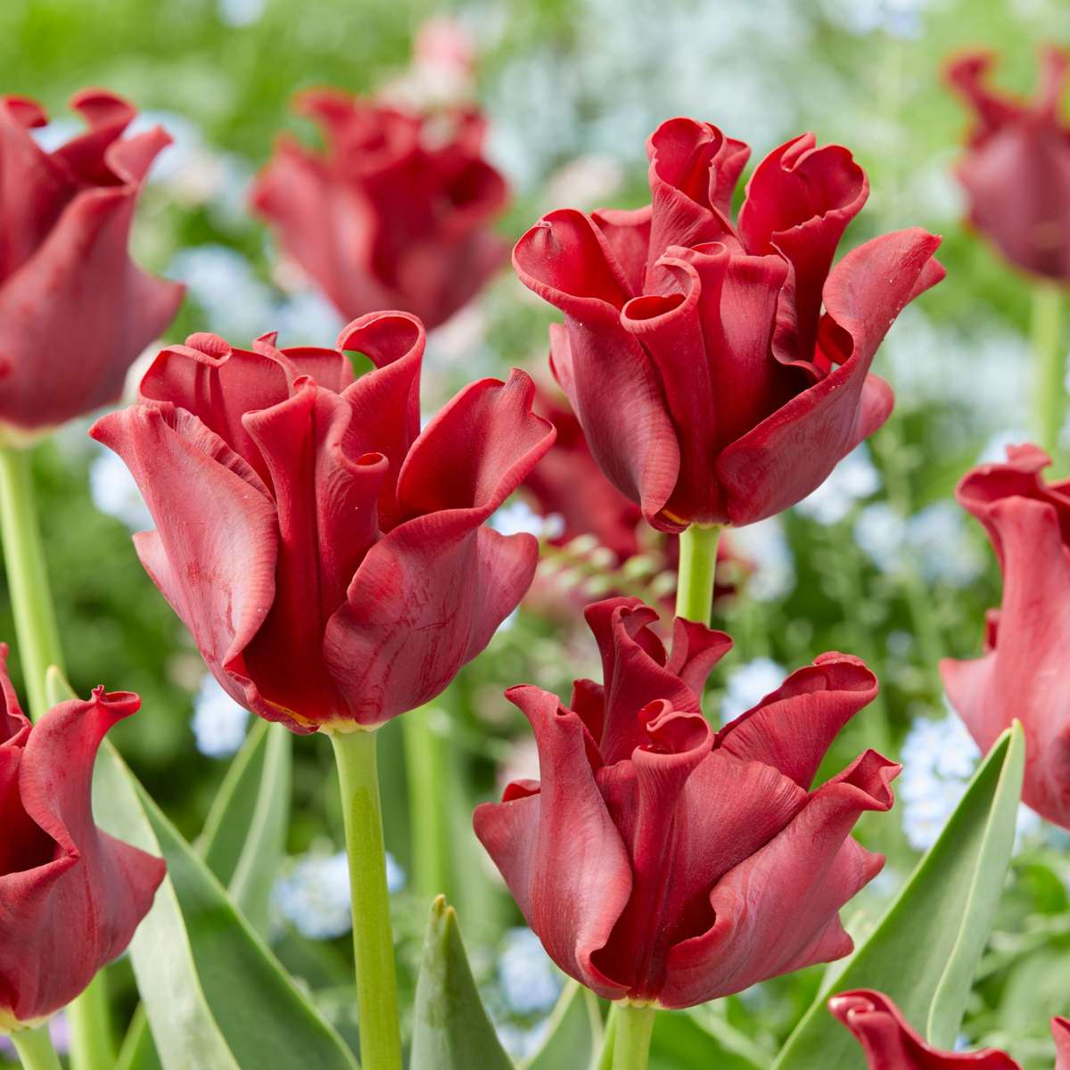 Bulbes de tulipes 'Red Dress' - Lot de 10 - Rouge foncé - Rustiques & vivaces
