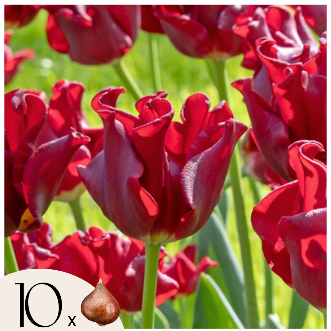 Bulbes de tulipes 'Red Dress' - Lot de 10 - Rouge foncé - Rustiques & vivaces