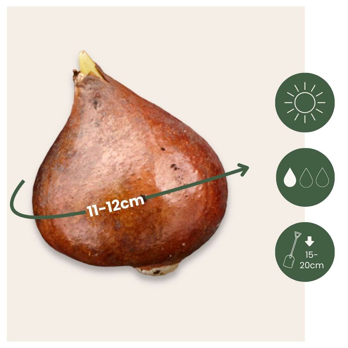 Bulbes de tulipes 'Red Dress' - Lot de 10 - Rouge foncé - Rustiques & vivaces