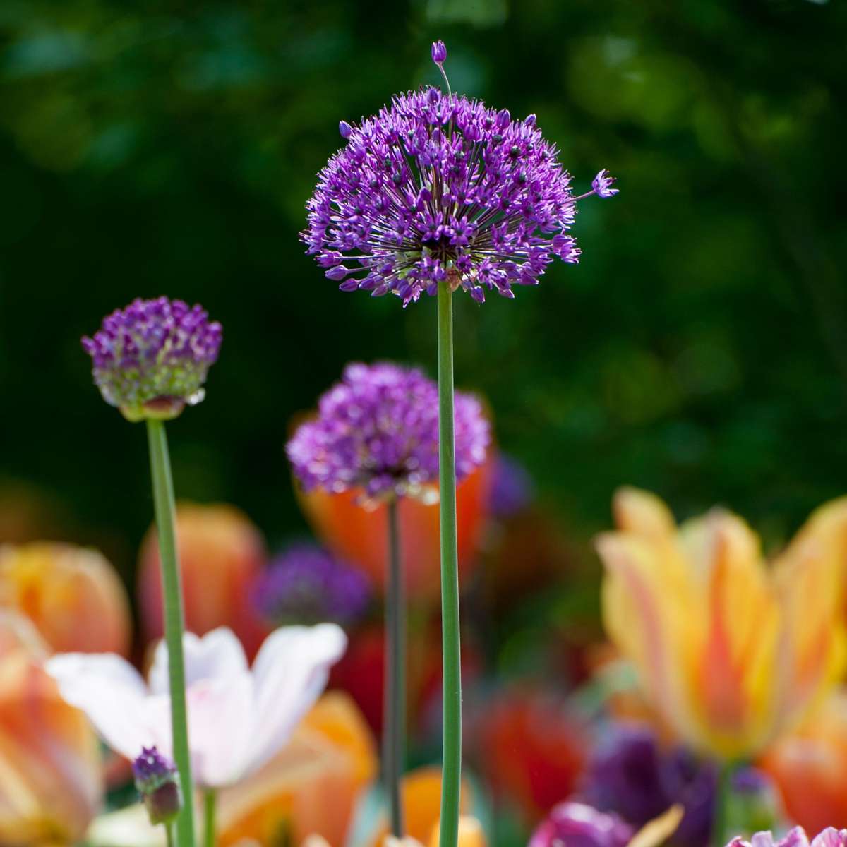 Ail - Set de 30 - Allium 'Purple Sensation' - Bulbes à fleurs - Violet
