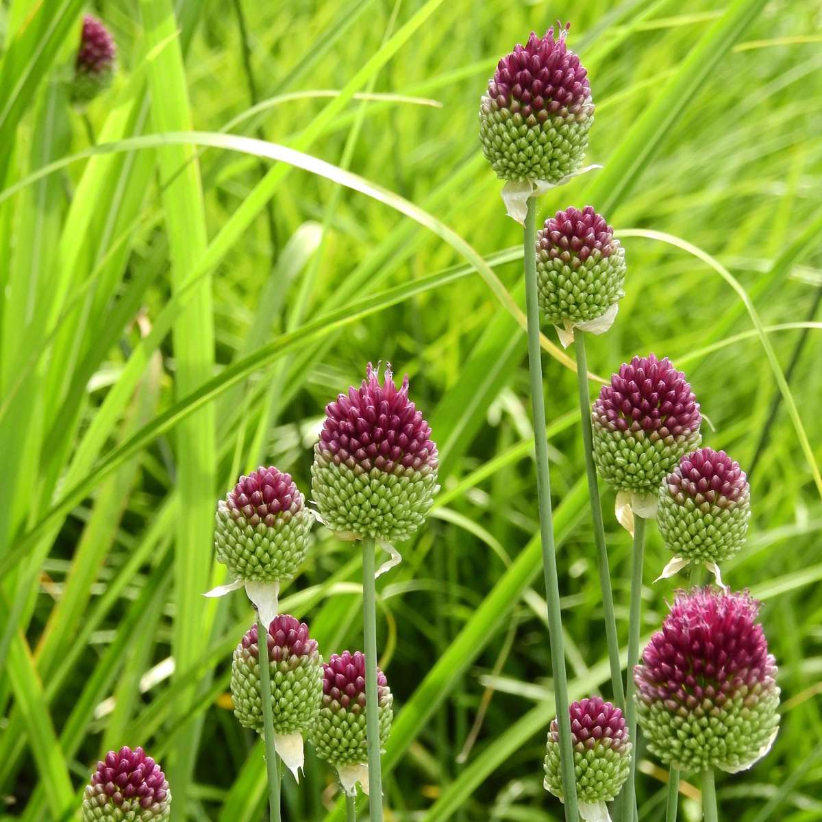 Ail - Set de 100 - Allium 'Sphaerocephalon' - Bulbes à fleurs - Violet