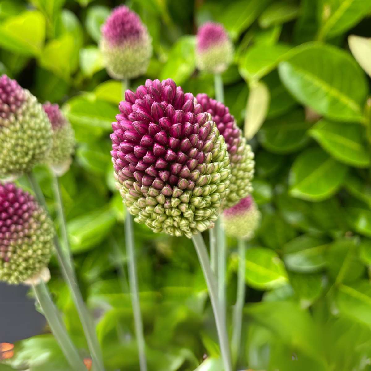 Ail - Set de 100 - Allium 'Sphaerocephalon' - Bulbes à fleurs - Violet