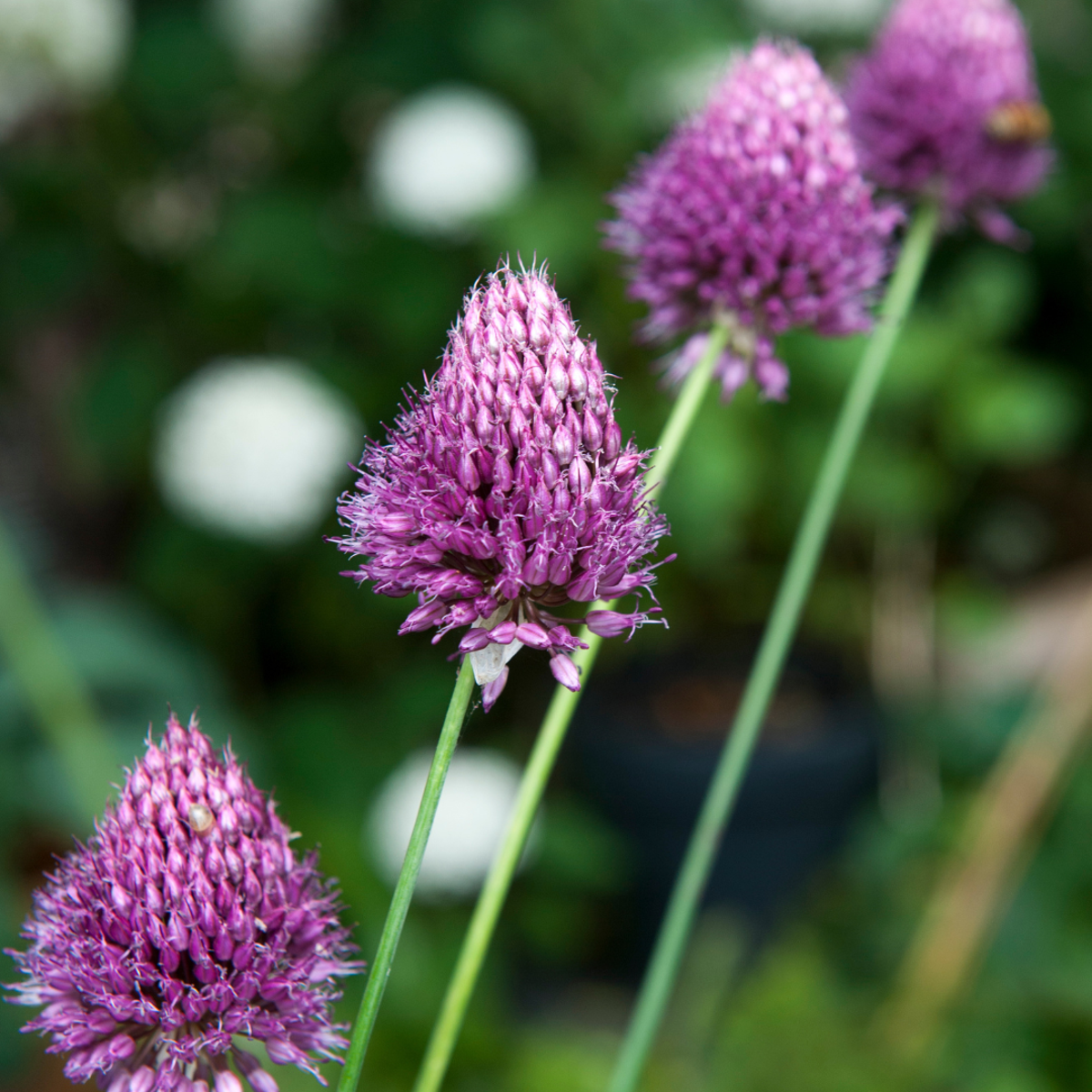 Ail - Set de 100 - Allium 'Sphaerocephalon' - Bulbes à fleurs - Violet