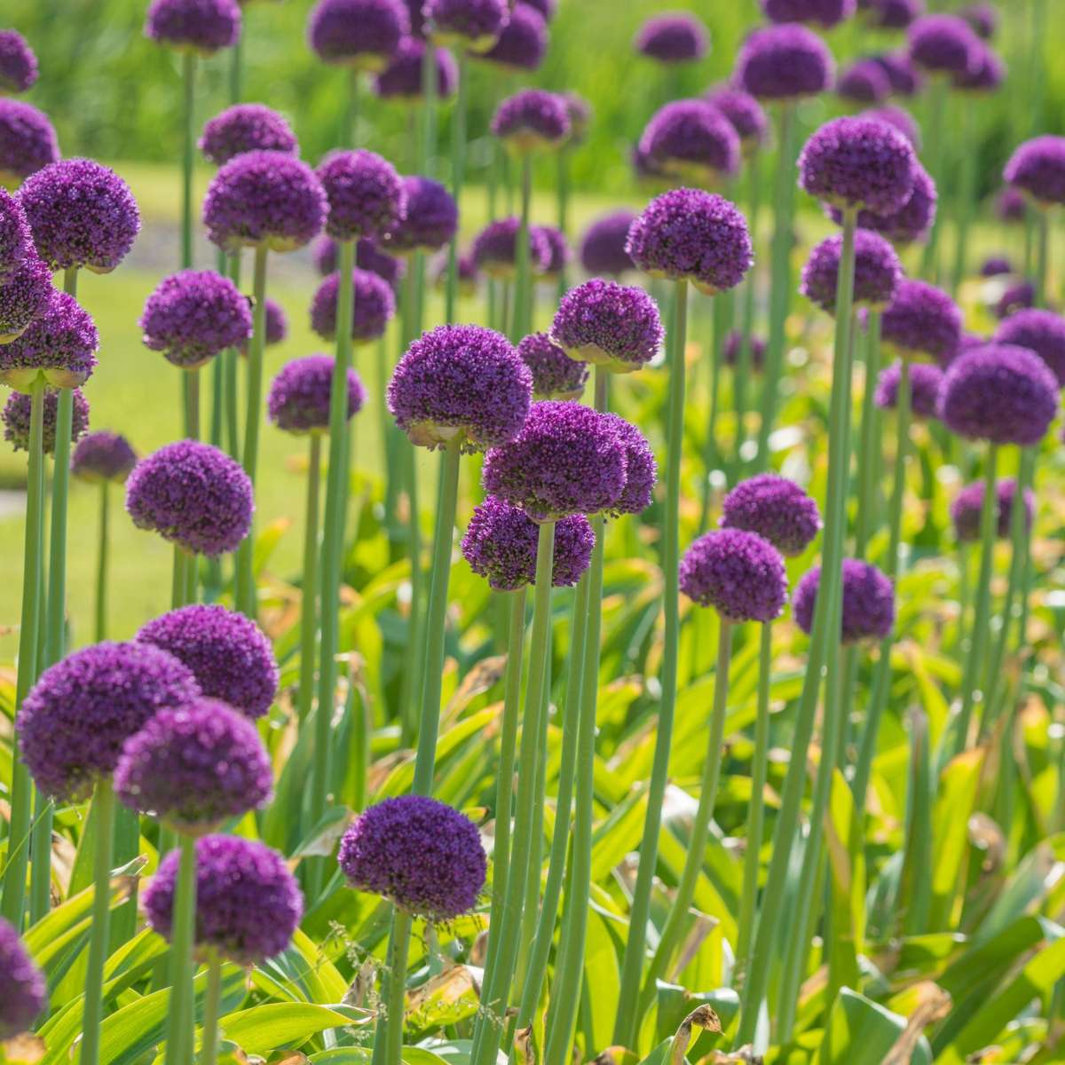 Ornamental onion - 6 pcs. - Allium 'Ambassador' - Flower Bulbs - Purple