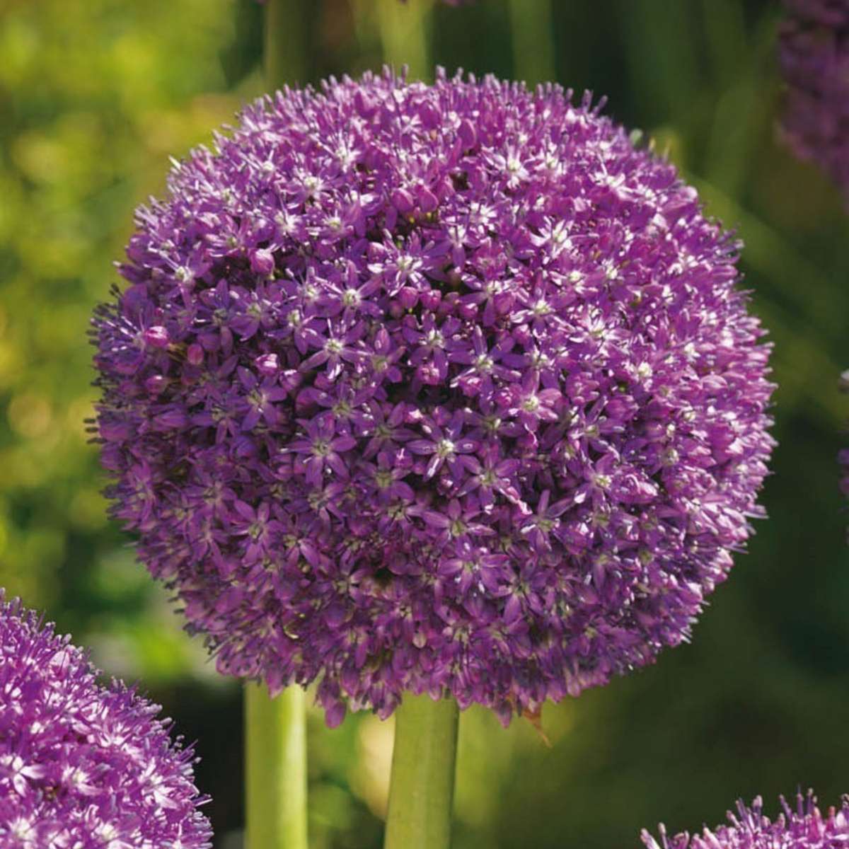 Ornamental onion - 6 pcs. - Allium 'Ambassador' - Flower Bulbs - Purple