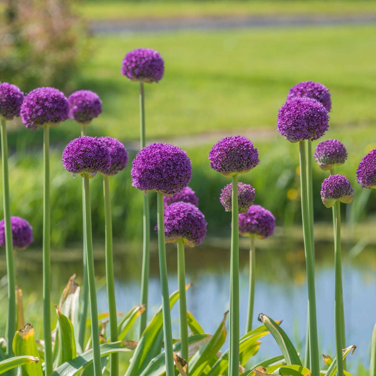 Ornamental onion - 6 pcs. - Allium 'Ambassador' - Flower Bulbs - Purple