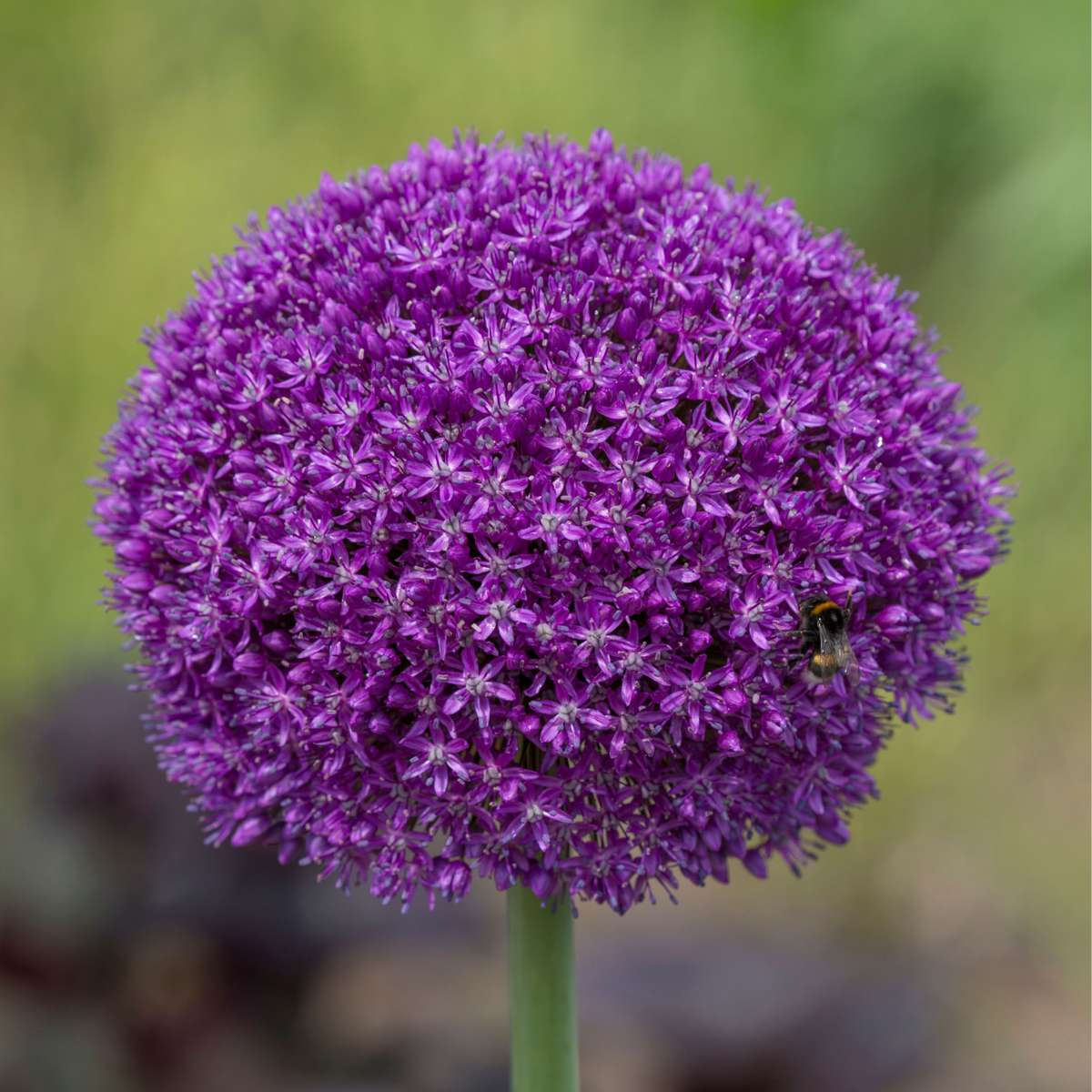 Ornamental onion - 6 pcs. - Allium 'Ambassador' - Flower Bulbs - Purple