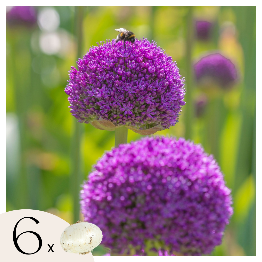 Ornamental onion - 6 pcs. - Allium 'Ambassador' - Flower Bulbs - Purple