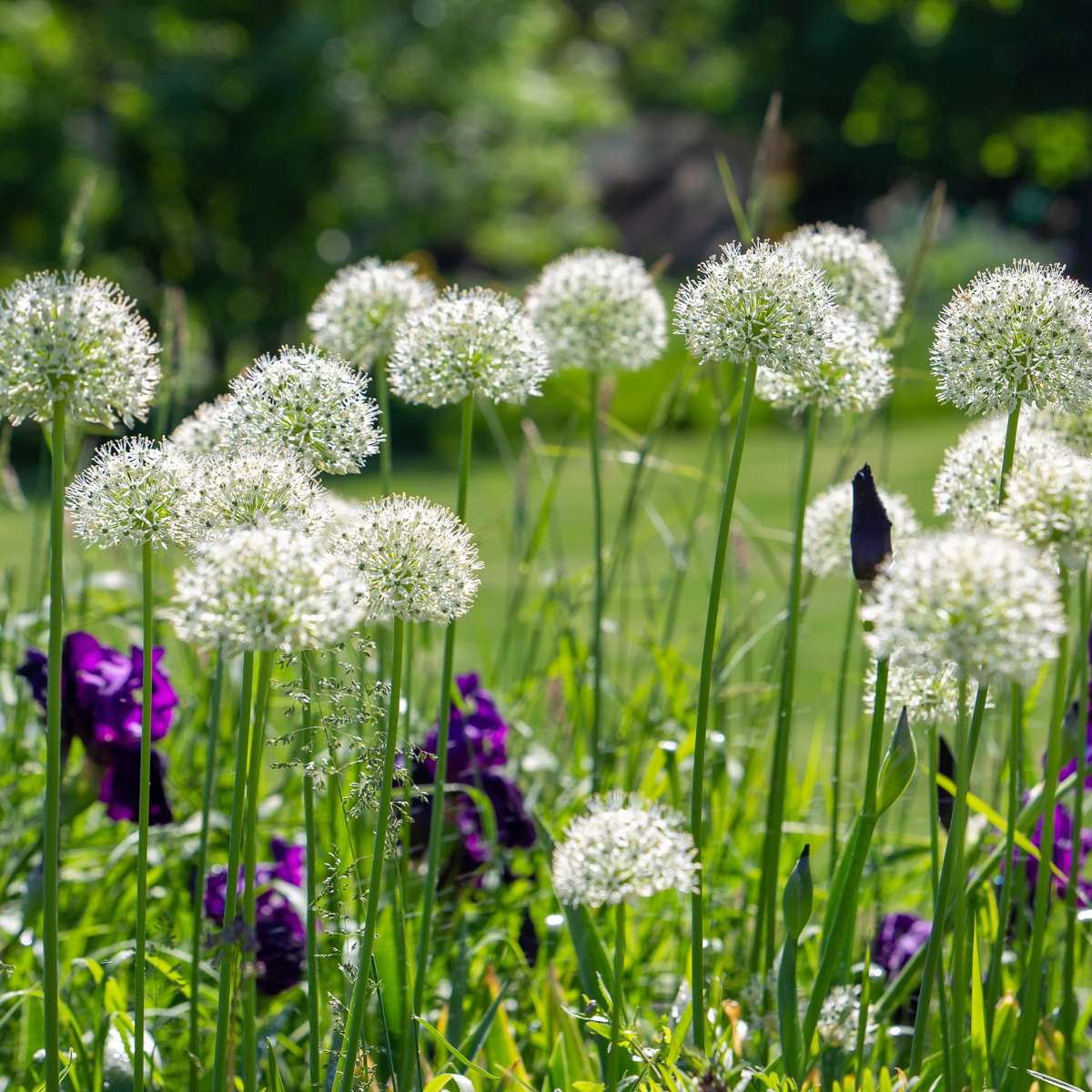 Ail - Set de 3 - Allium 'Mount Everest' - Bulbes à fleurs - Blanc