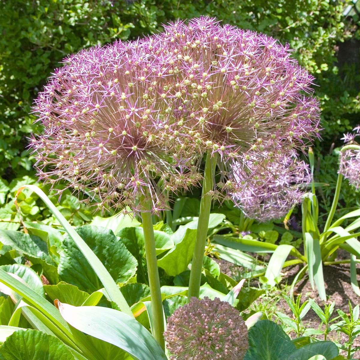 Ail - Set de 30 - Allium 'Christophii' - Bulbes à fleurs - Violet