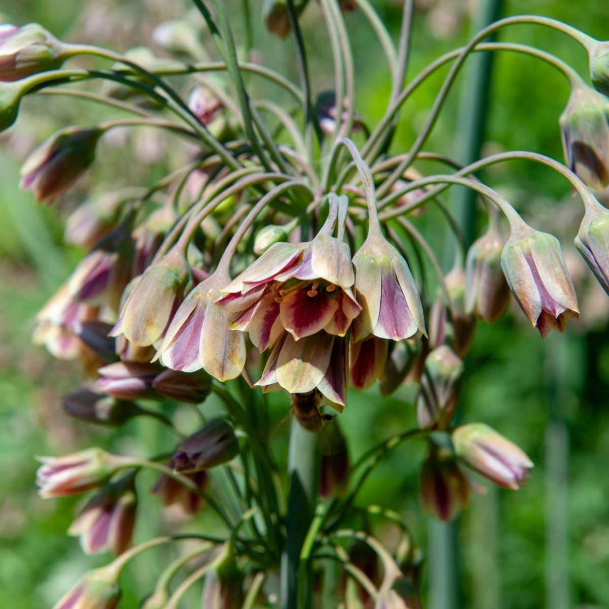 Ail - Set de 30 - Allium 'Nectaroscordum' - Bulbes à fleurs - Rose