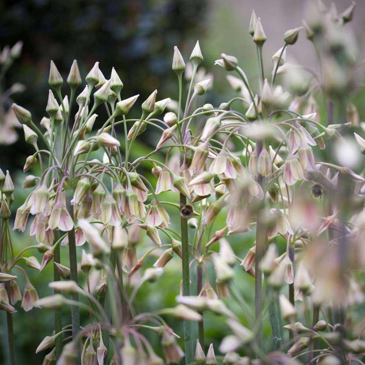 Ail - Set de 30 - Allium 'Nectaroscordum' - Bulbes à fleurs - Rose